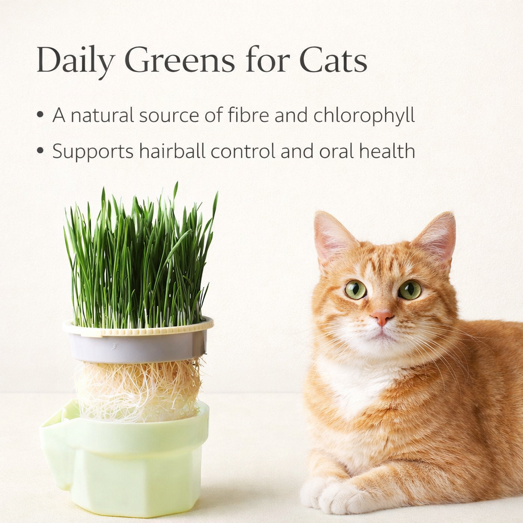 Ginger cat with hydroponic cat grass, highlighting natural fibre and chlorophyll benefits