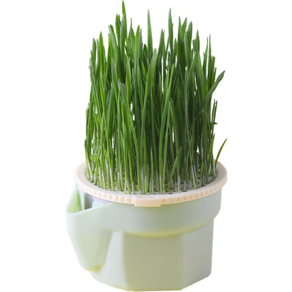 cat grass for indoor cats natural chewing enrichment safe plant for cats pawpure