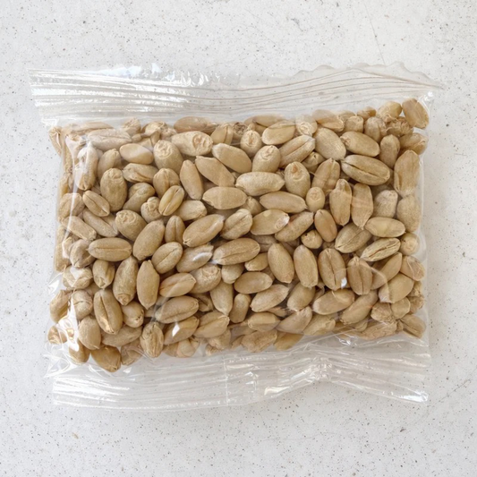 cat grass seeds for hydroponic growing safe for cats rabbits and small pets pawpure
