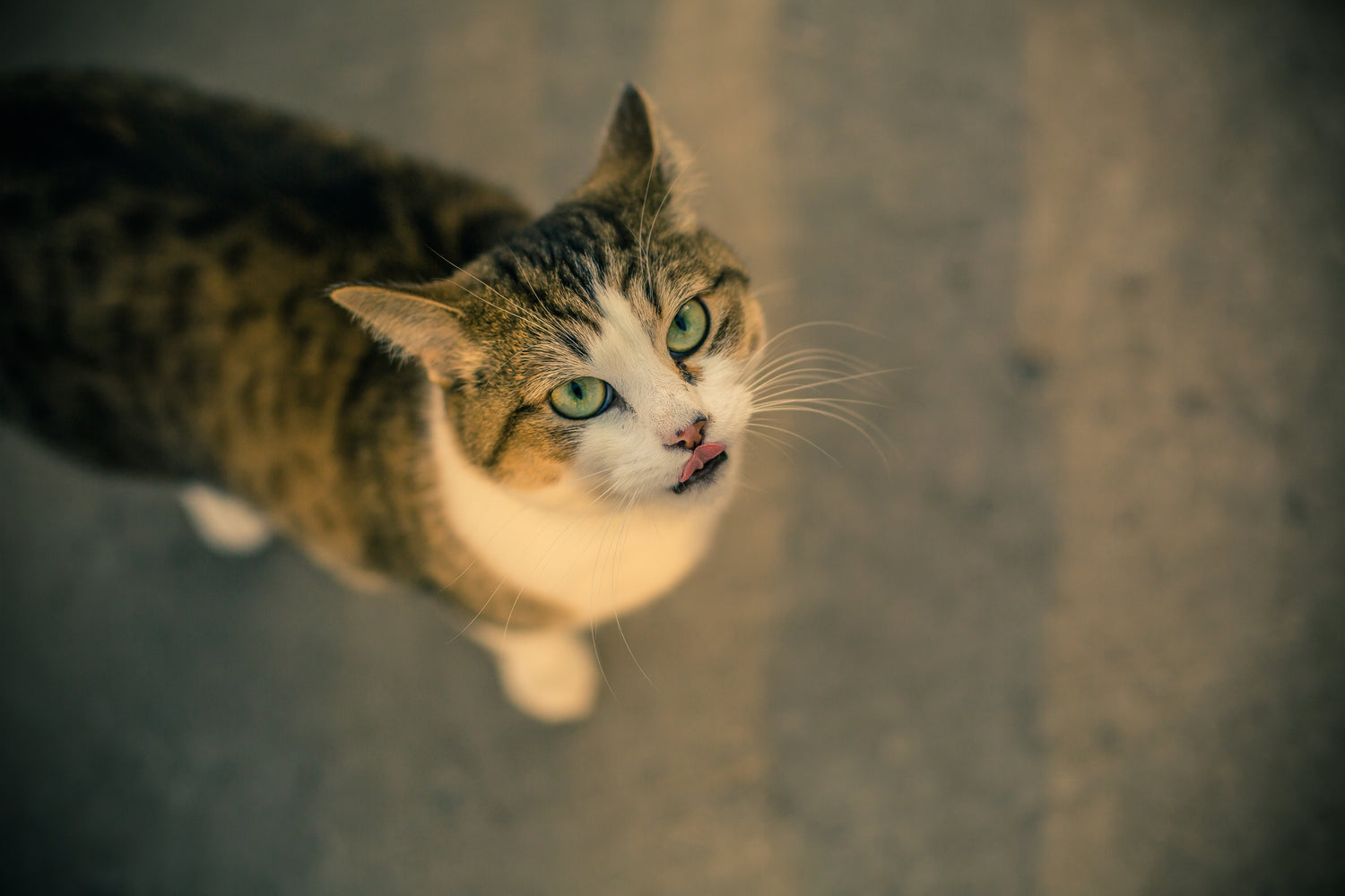 curious cat looking up with bright eyes natural pet moment soft light pawpure