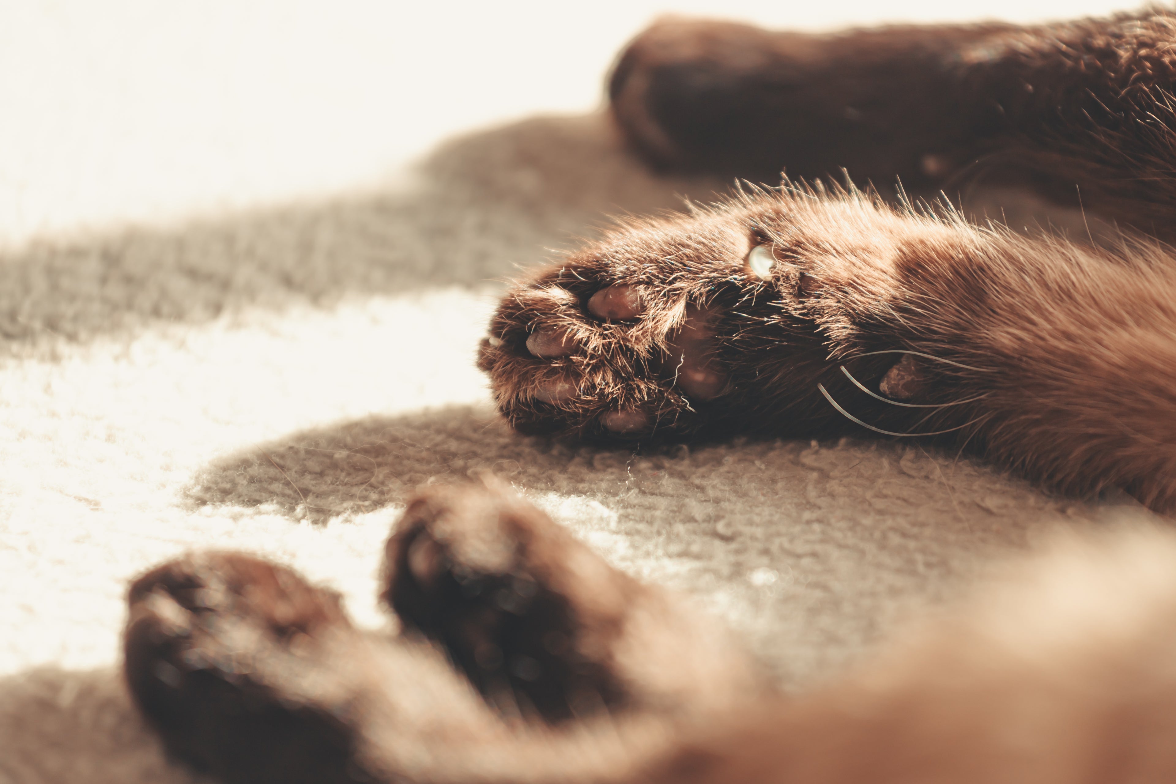 cat paws in warm sunlight soft natural texture calm pet moment pawpure