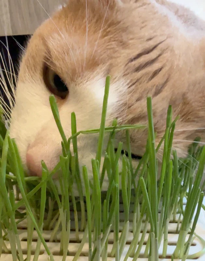 fresh cat grass for indoor cats hydroponic growing supports digestion and hairball control pawpure