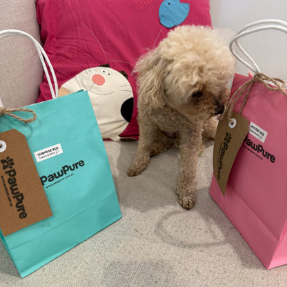 dog with pawpure pet gift bags colourful packaging premium pet treats lifestyle moment