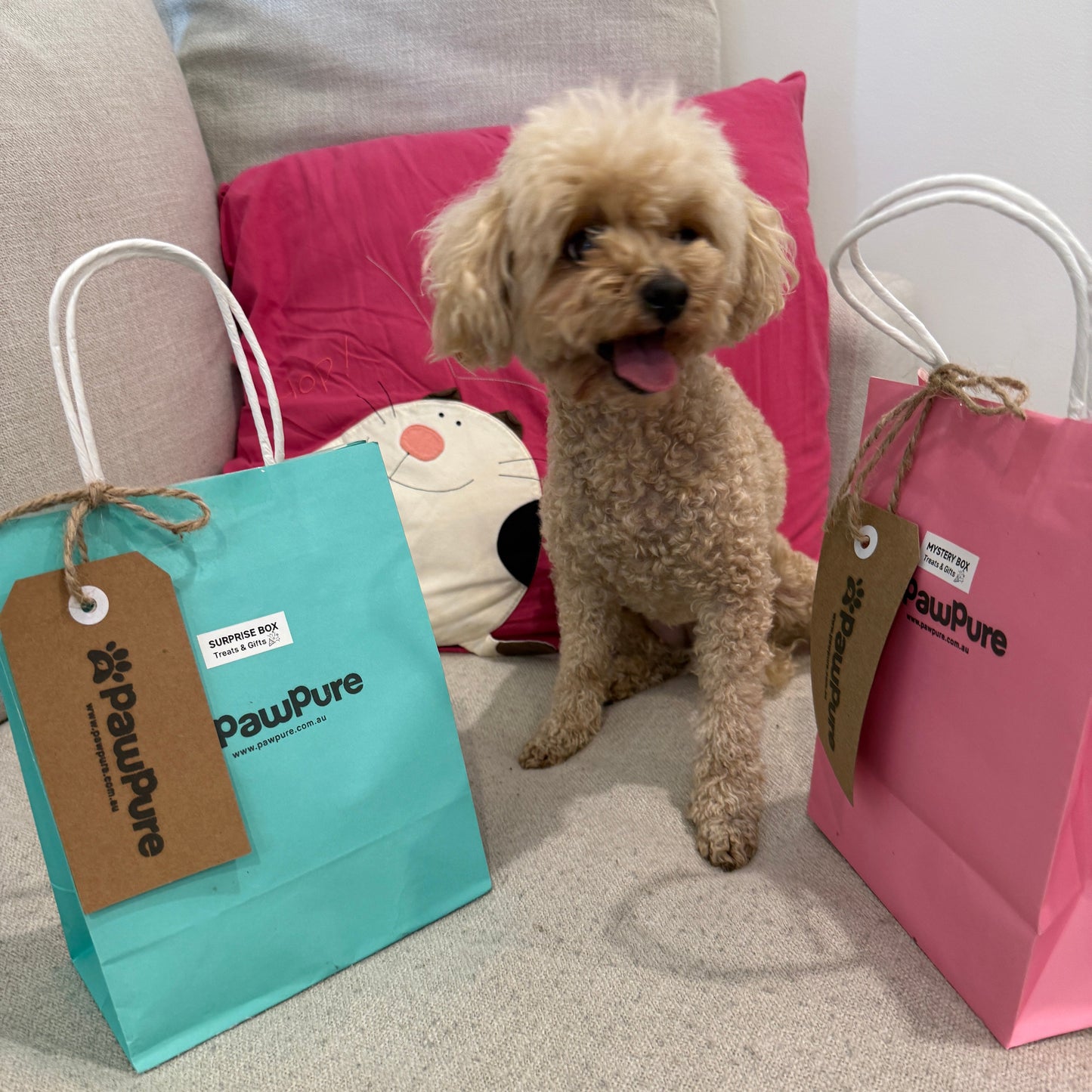 dog next to pawpure pet gift bags perfect treat gifts for cats and dogs