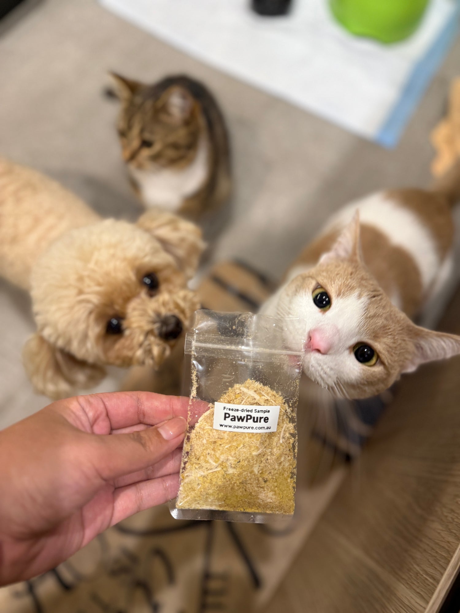 cats and dogs trying pawpure freeze dried pet treats real taste test and reactions