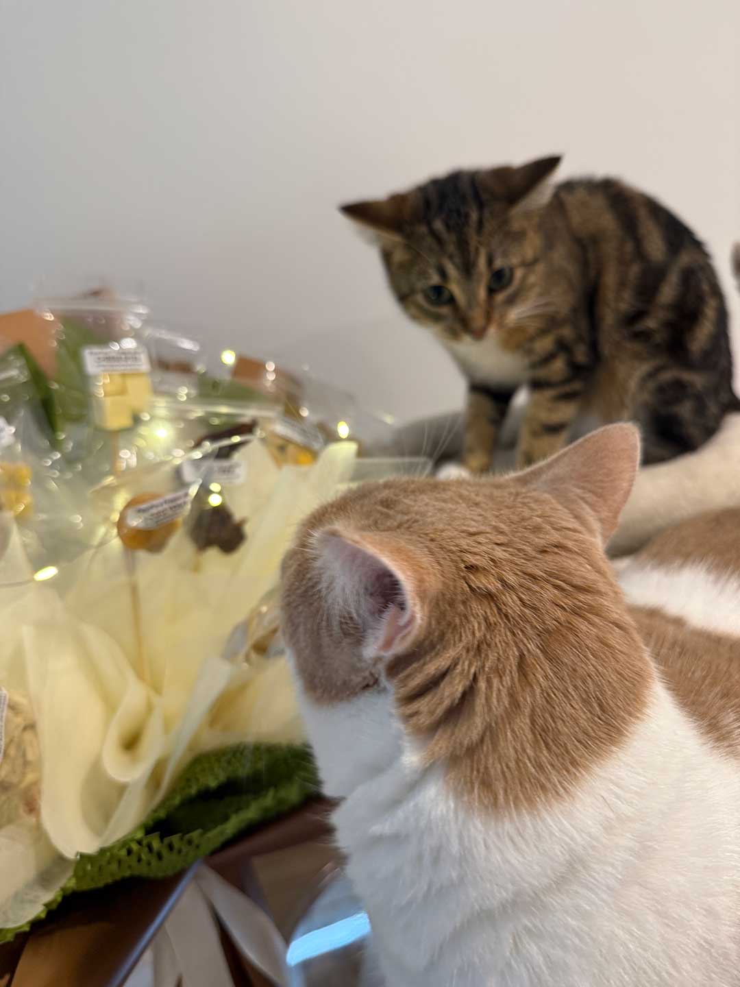pawpure trusted by real cats and dogs authentic pet treat experience