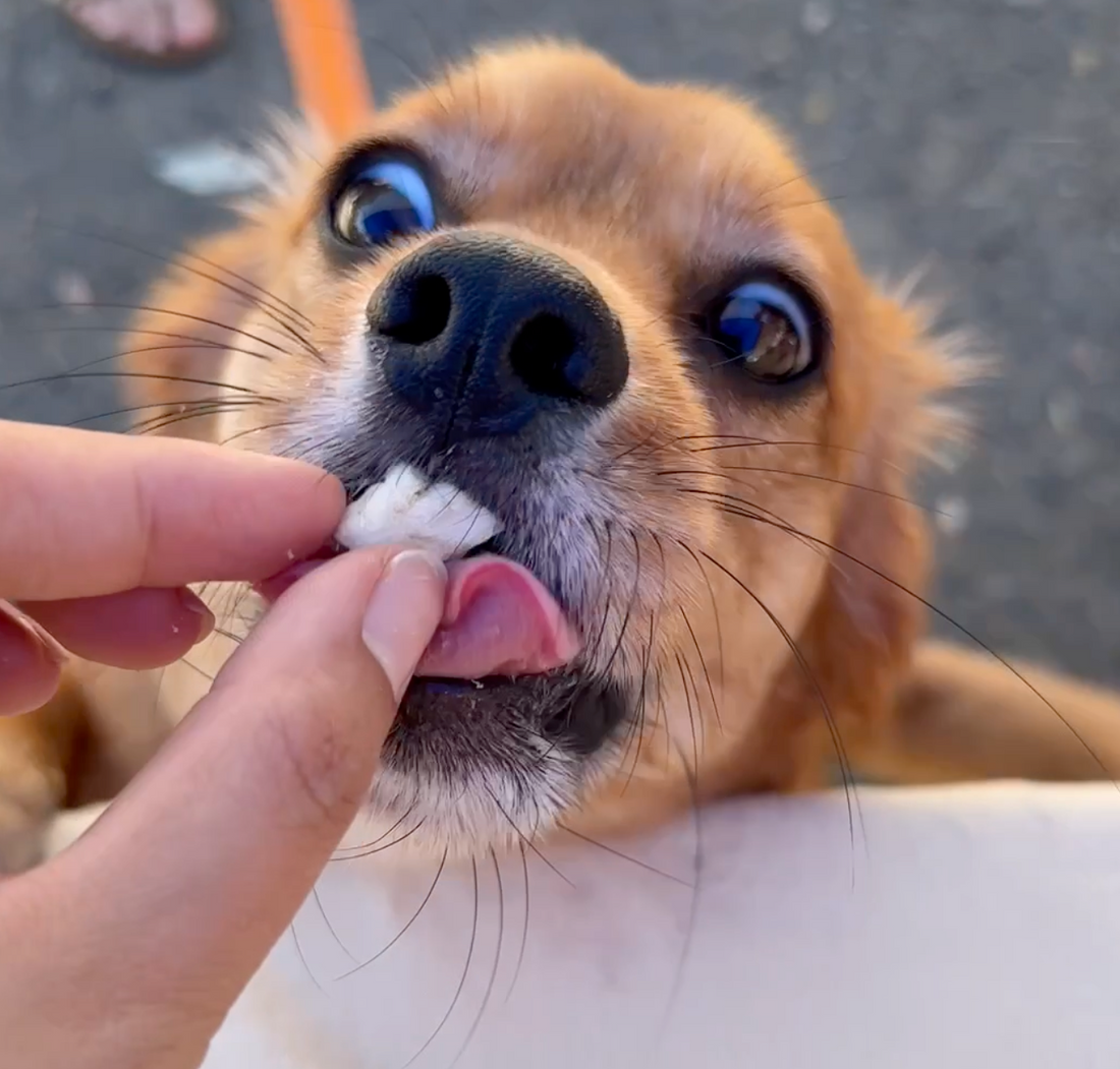 Pets Trying Freeze Dried Treats at Our Sydney Market Stall